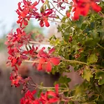 Tatil Evi La Casa De Rosa *