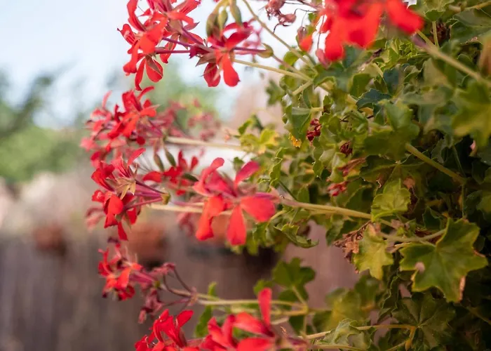 Nyaraló La Casa De Rosa *